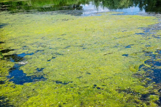Algae Blooms - Southwest Florida Lake Management