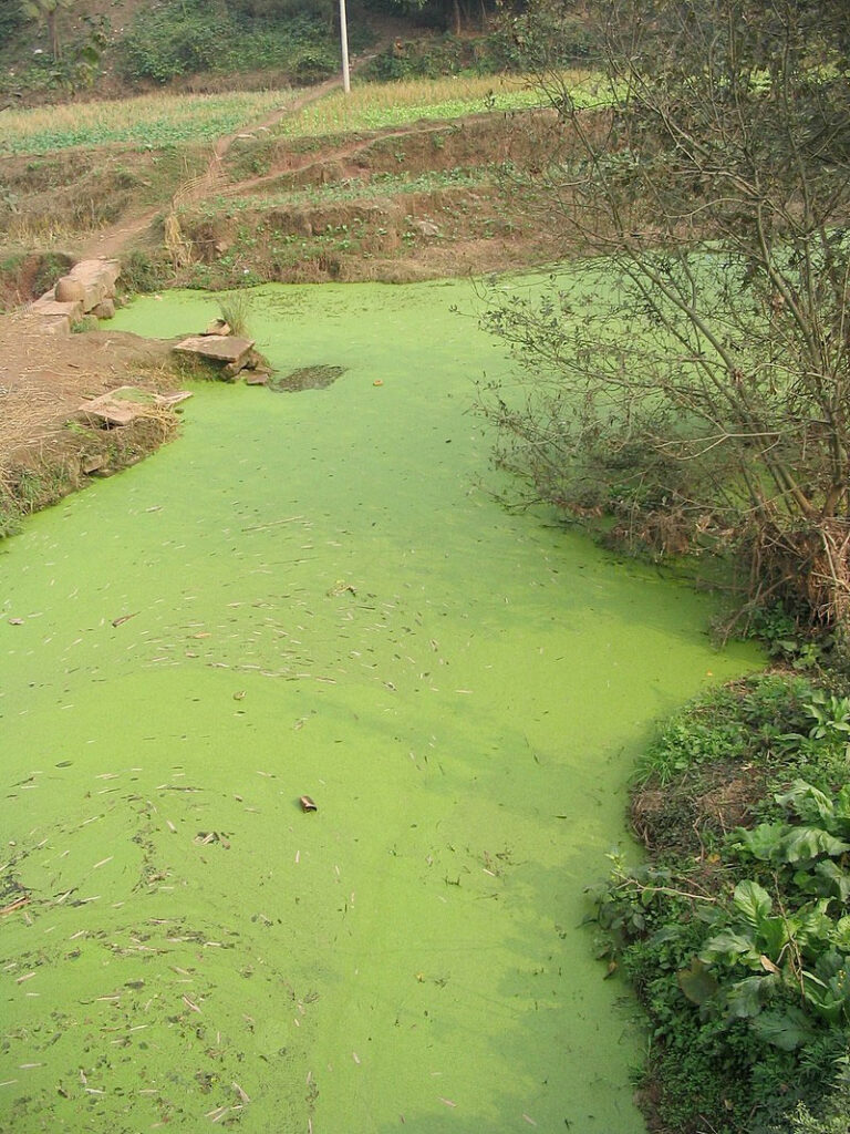 Image of algae bloom in waterbody