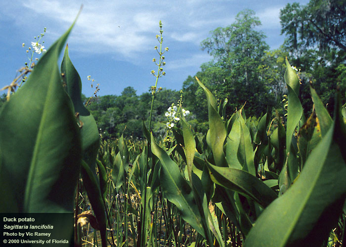 Littoral Plantings - FloridAquatic Lake Management